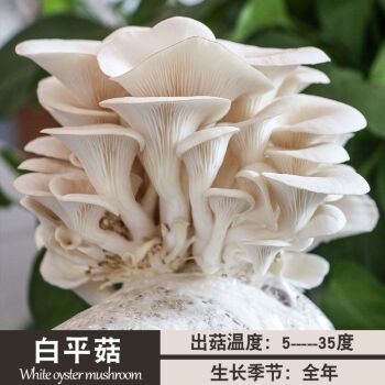 香菇菌包蘑菇菌包平菇菌种室内家庭种植包种子食用菌白平菇大菌包买一