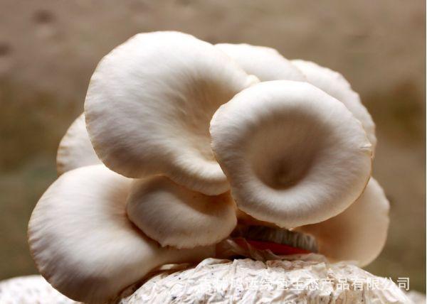食用菇 产地 食用菌 厂家专业供应营养丰富--元蘑