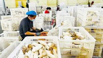 鑫中宇农业:日产鲜菇30余吨,年产值1.4亿元